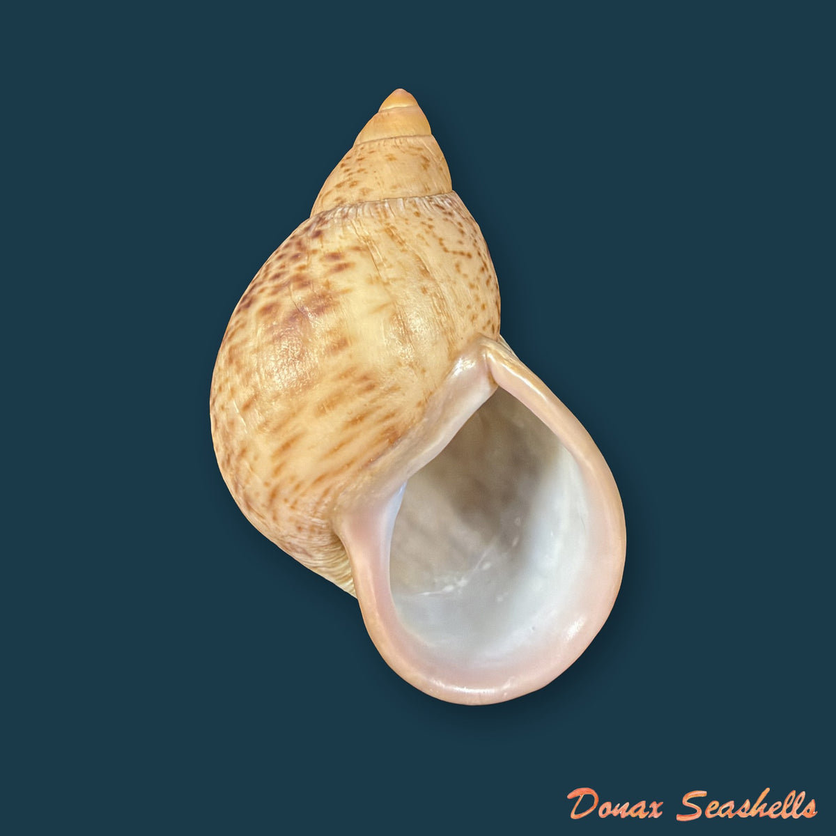 Plekocheilus cf. coloratus (Nyst, 1845) - 76,9mm