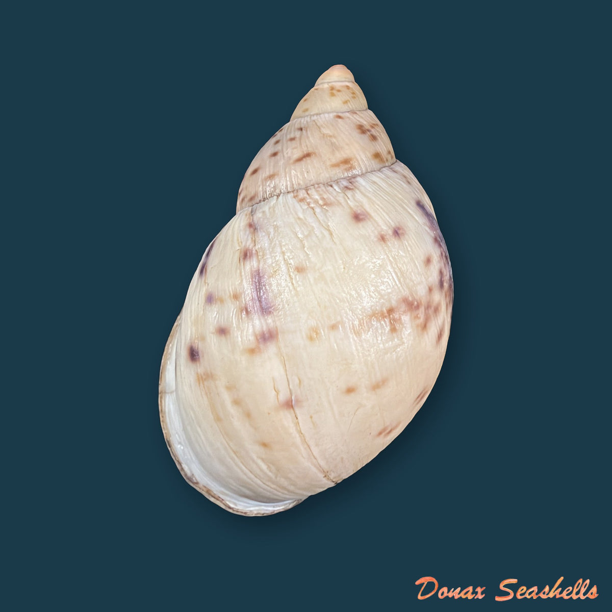 Plekocheilus cf. coloratus (Nyst, 1845) - 66,5mm