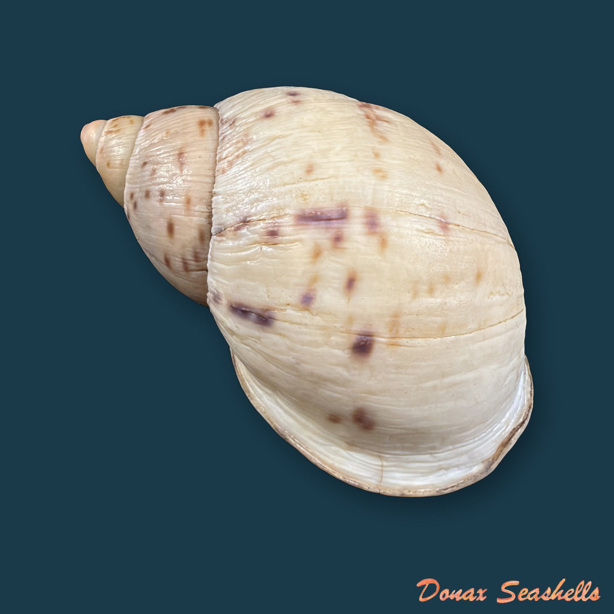 Plekocheilus cf. coloratus (Nyst, 1845) - 66,5mm