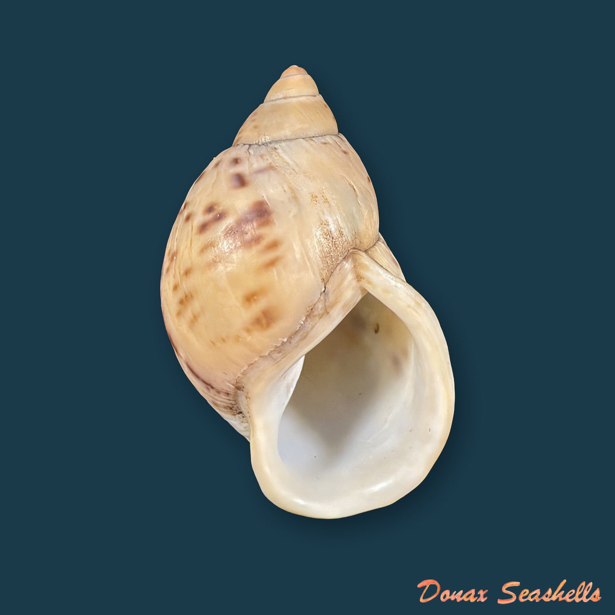 Plekocheilus cf. coloratus (Nyst, 1845) - 66,5mm