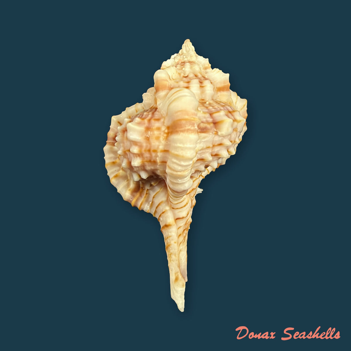 Vokesimurex bellus (Reeve, 1845) - 50,6mm