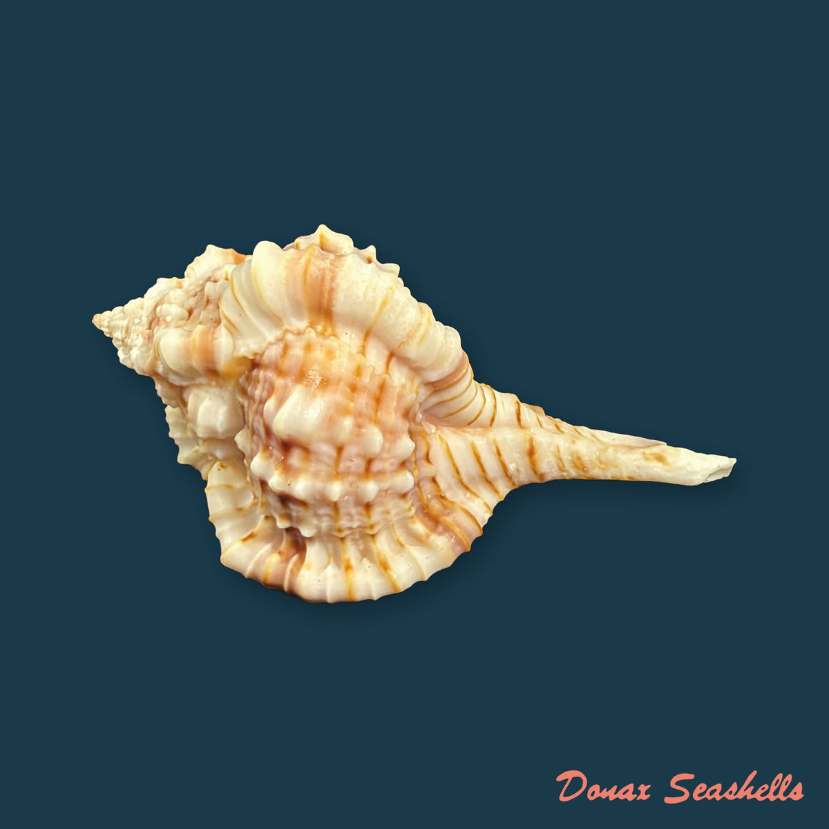 Vokesimurex bellus (Reeve, 1845) - 50,6mm