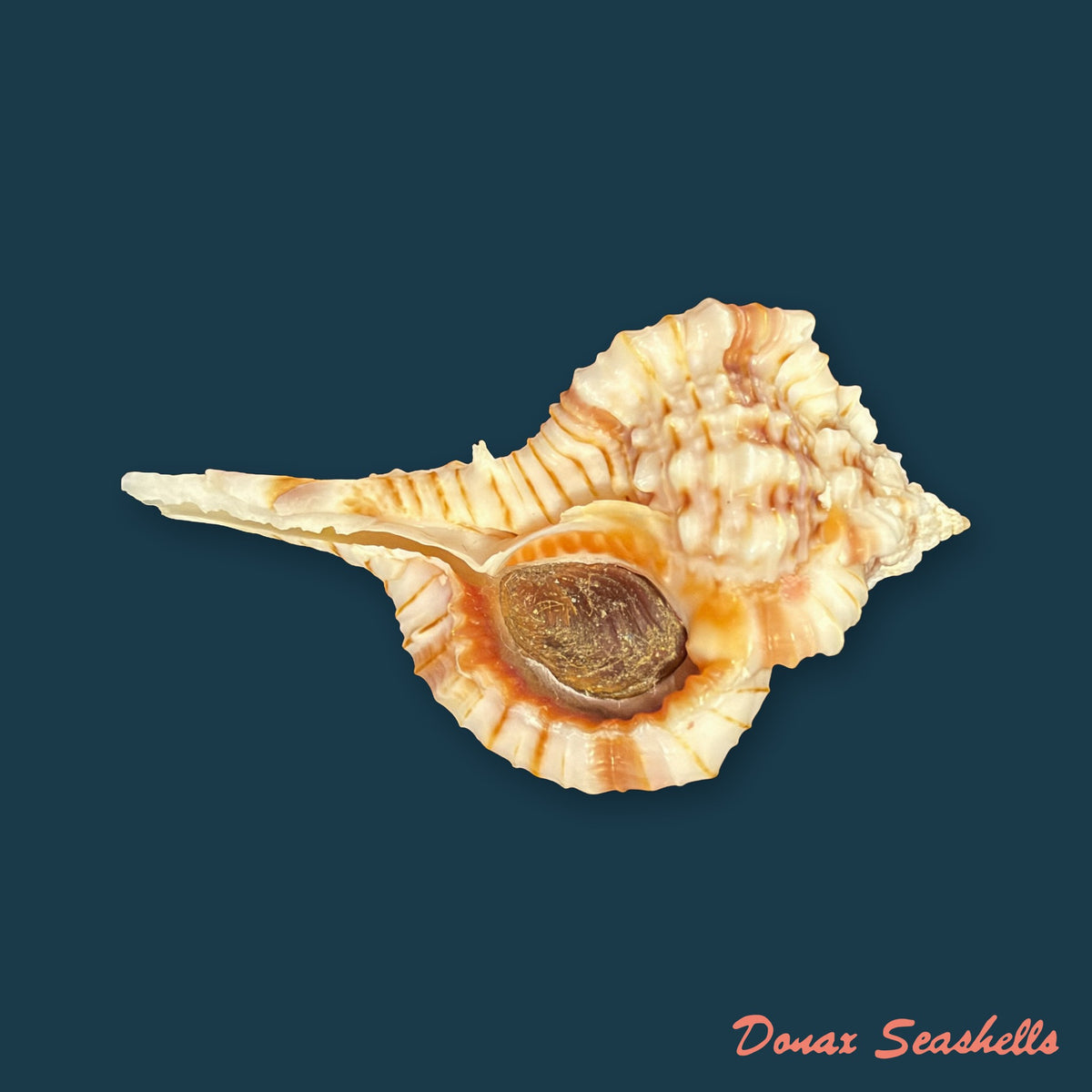 Vokesimurex bellus (Reeve, 1845) - 50,6mm