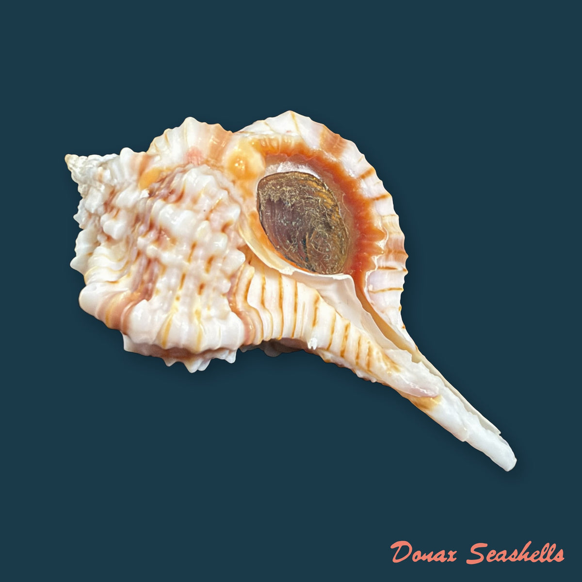 Vokesimurex bellus (Reeve, 1845) - 50,6mm