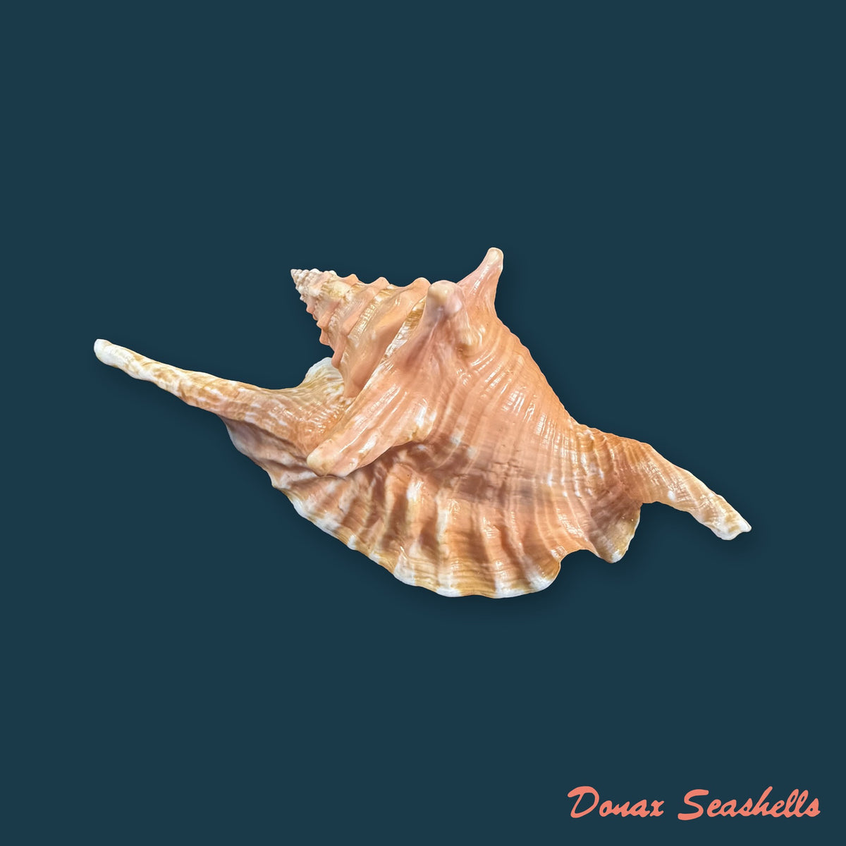 Aliger gallus (Linnaeus, 1758) - 120,3mm