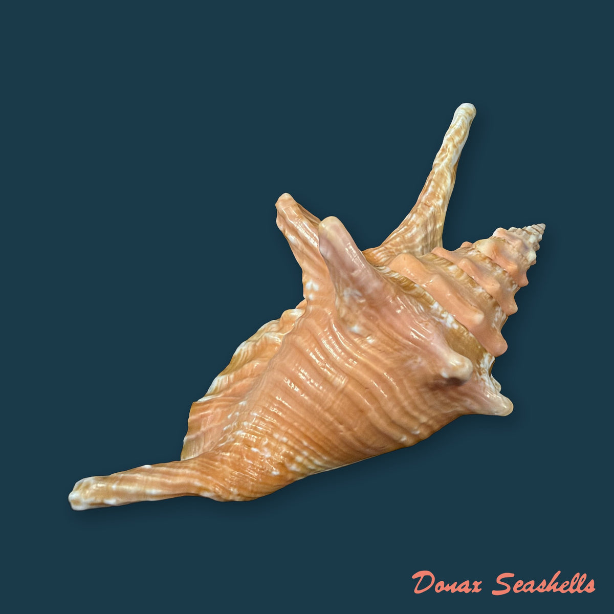 Aliger gallus (Linnaeus, 1758) - 120,3mm