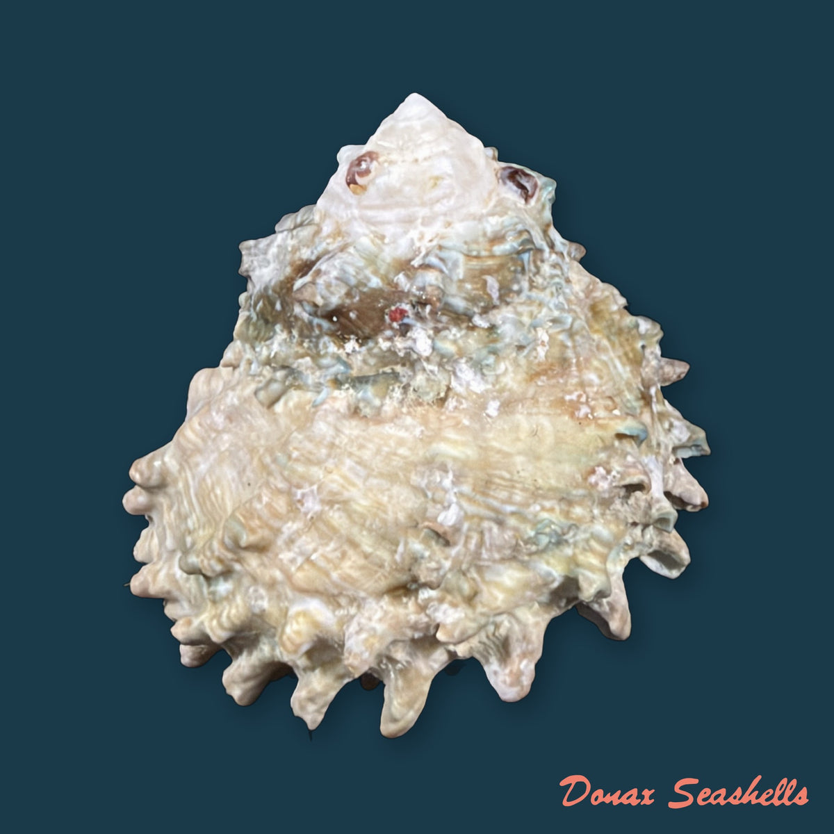 Lithopoma tectum olfersii Philippi, 1846 - 44,2mm