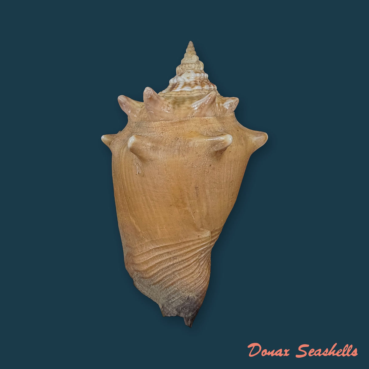 Strombus pugilis Linnaeus, 1758 - 68mm