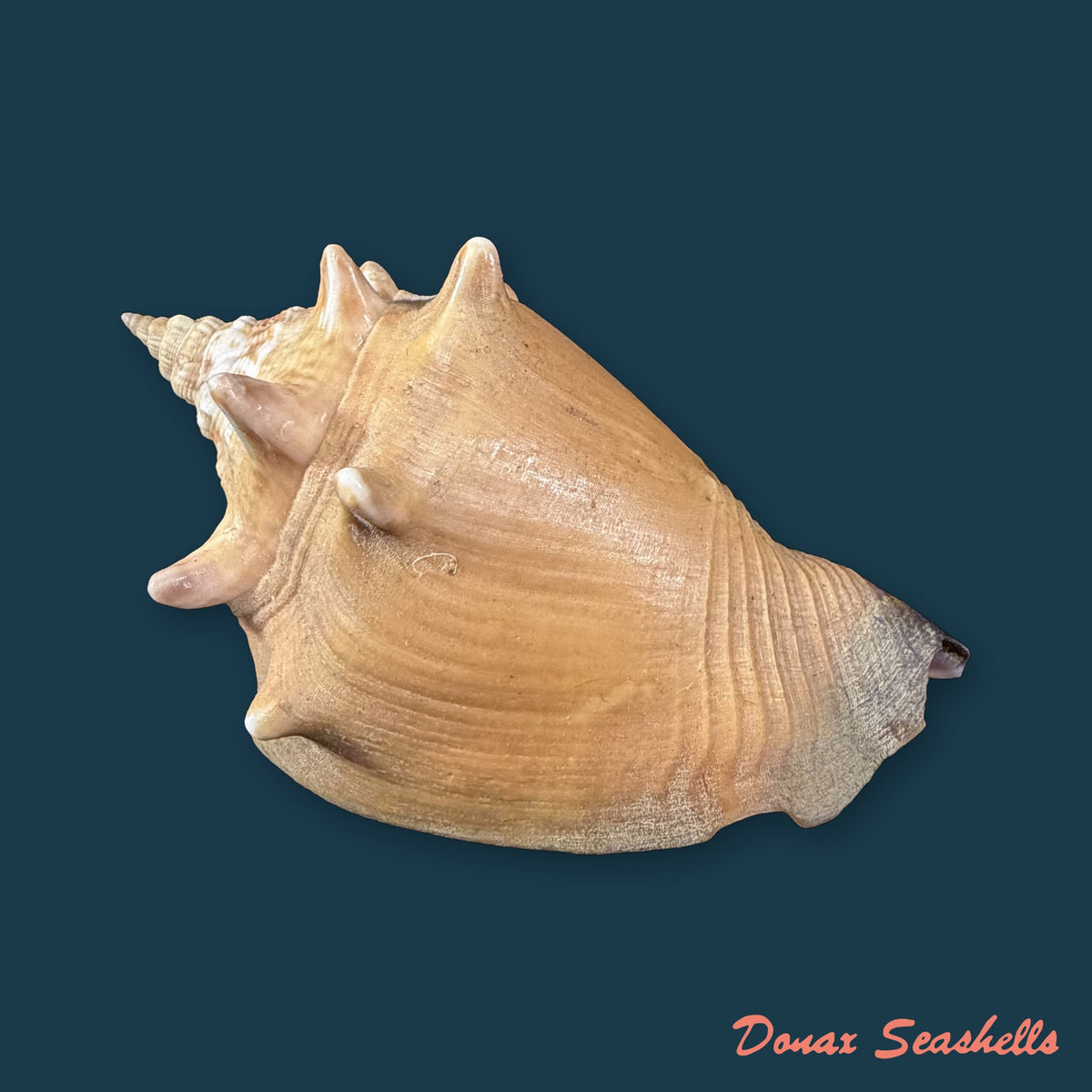 Strombus pugilis Linnaeus, 1758 - 68mm
