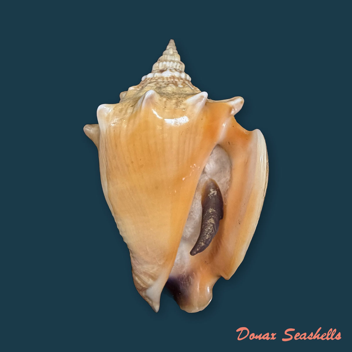 Strombus pugilis Linnaeus, 1758 - 68mm