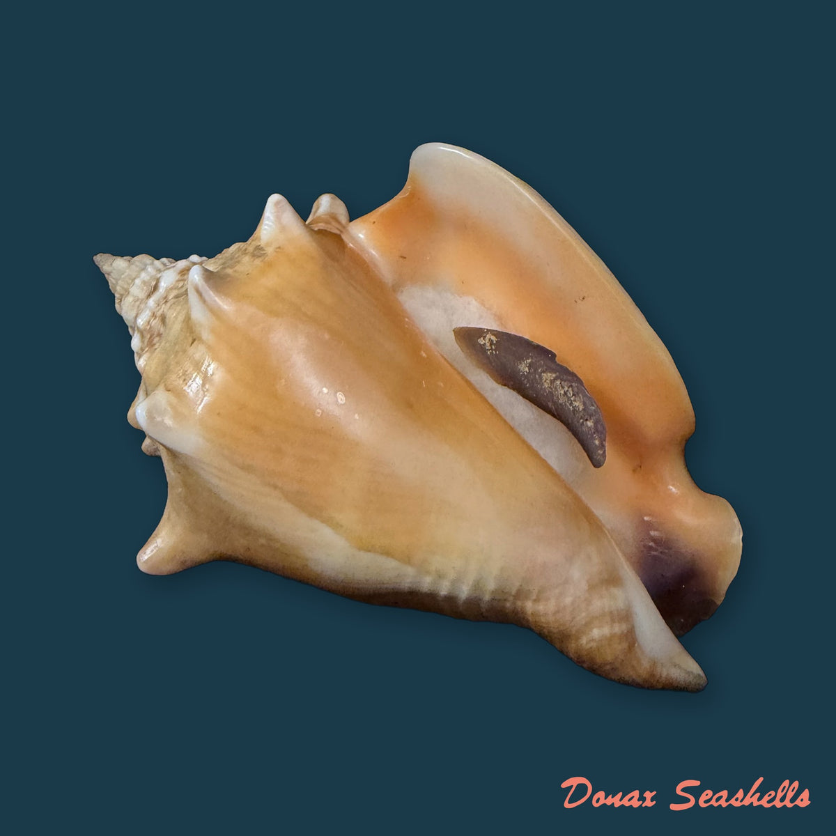 Strombus pugilis Linnaeus, 1758 - 68mm