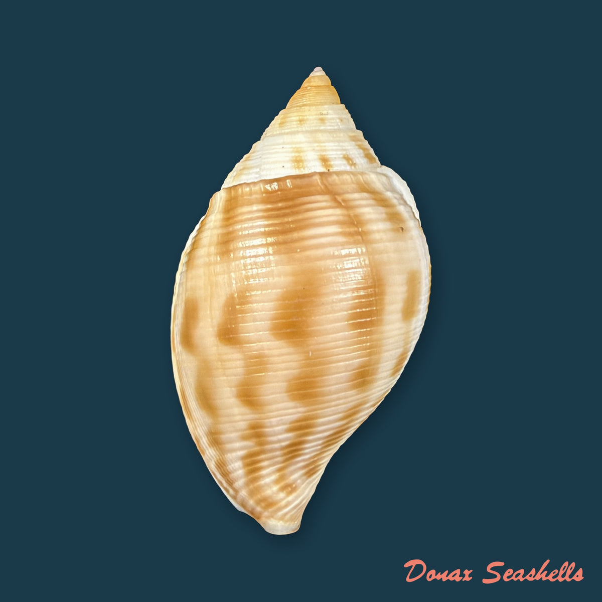 Sconsia striata (Lamarck, 1816) - 38,3mm