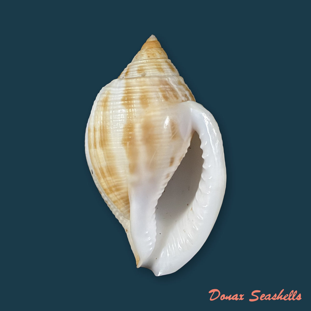 Sconsia striata (Lamarck, 1816) - 38,3mm