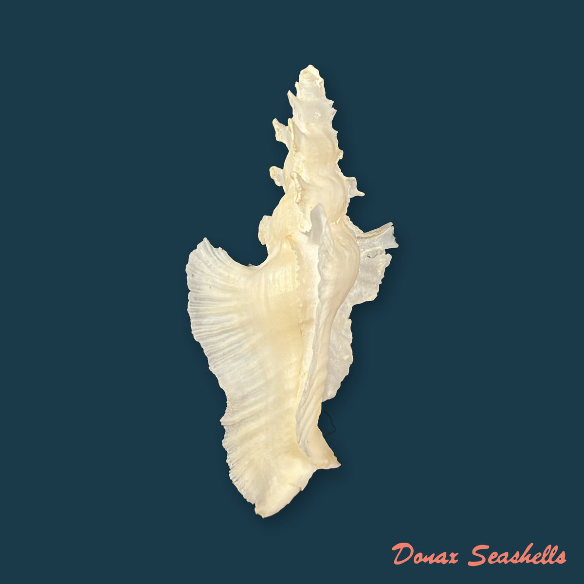 Pterynotus elongatus ([Lightfoot], 1786) - 64,4mm