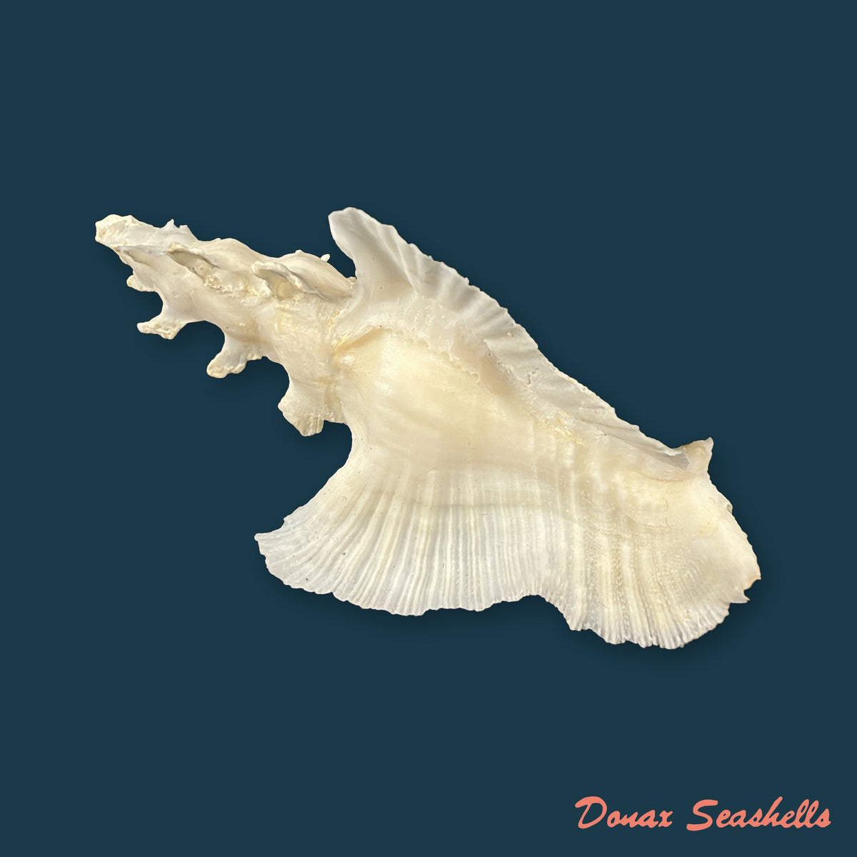 Pterynotus elongatus ([Lightfoot], 1786) - 64,4mm