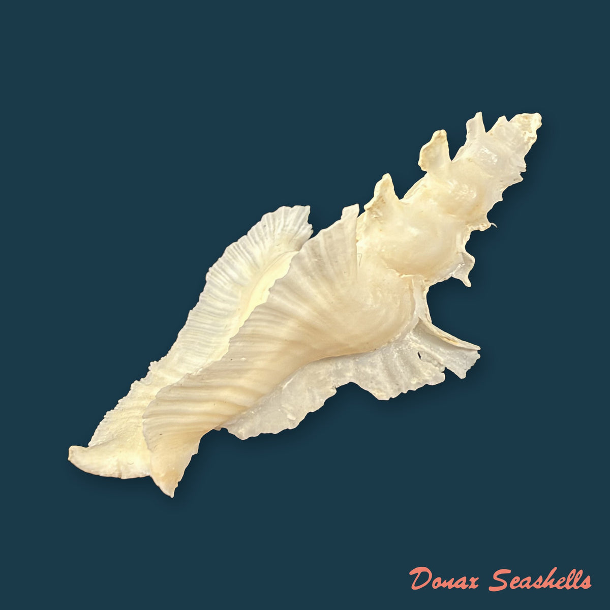 Pterynotus elongatus ([Lightfoot], 1786) - 64,4mm