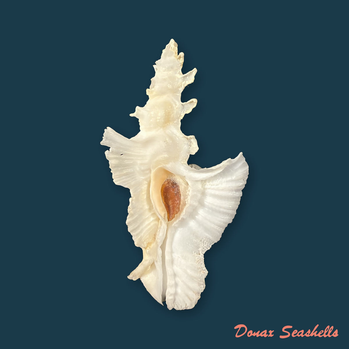 Pterynotus elongatus ([Lightfoot], 1786) - 64,4mm