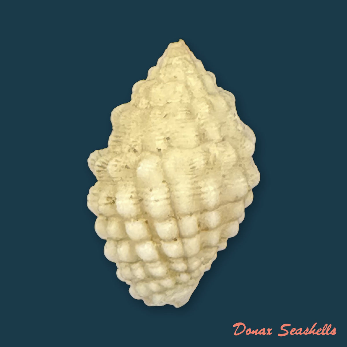 Vexillum cancellarioides (Anton, 1838) - 14mm