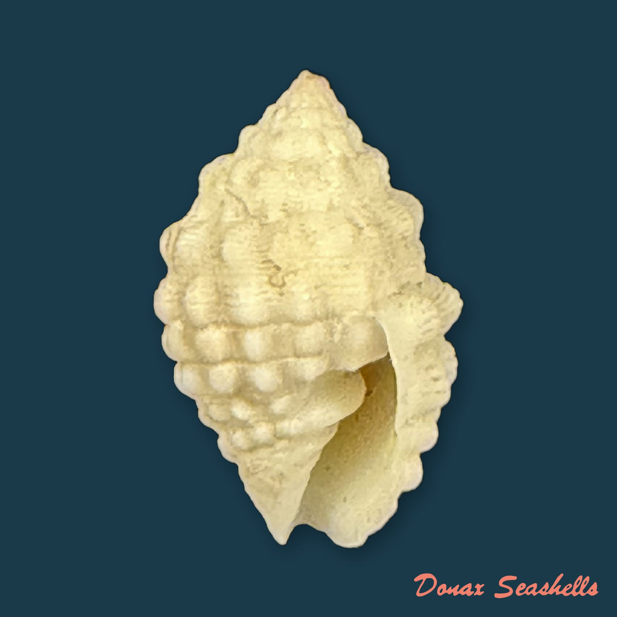 Vexillum cancellarioides (Anton, 1838) - 14mm