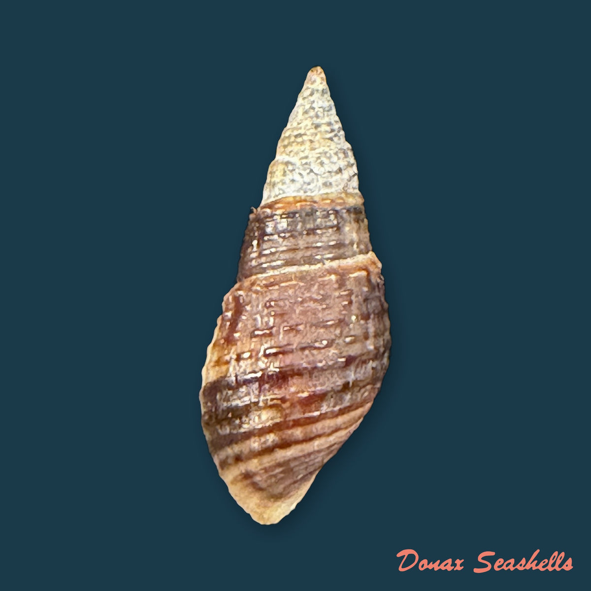 Melania pantherina von dem Busch, 1858 - 21,1mm