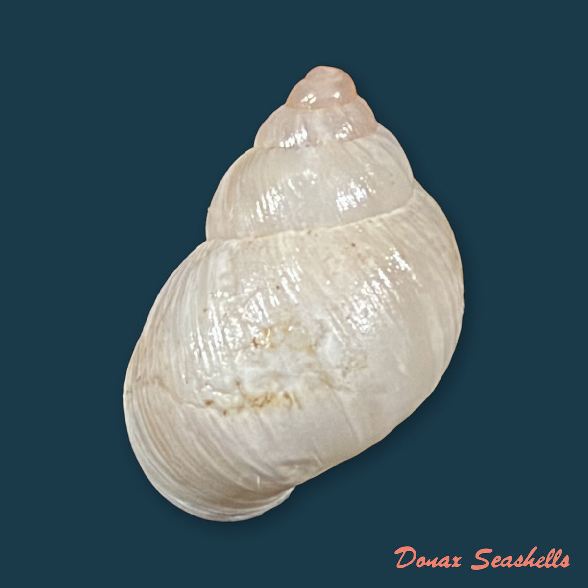 Bostryx albicans (Broderip, 1832) - 16,3mm