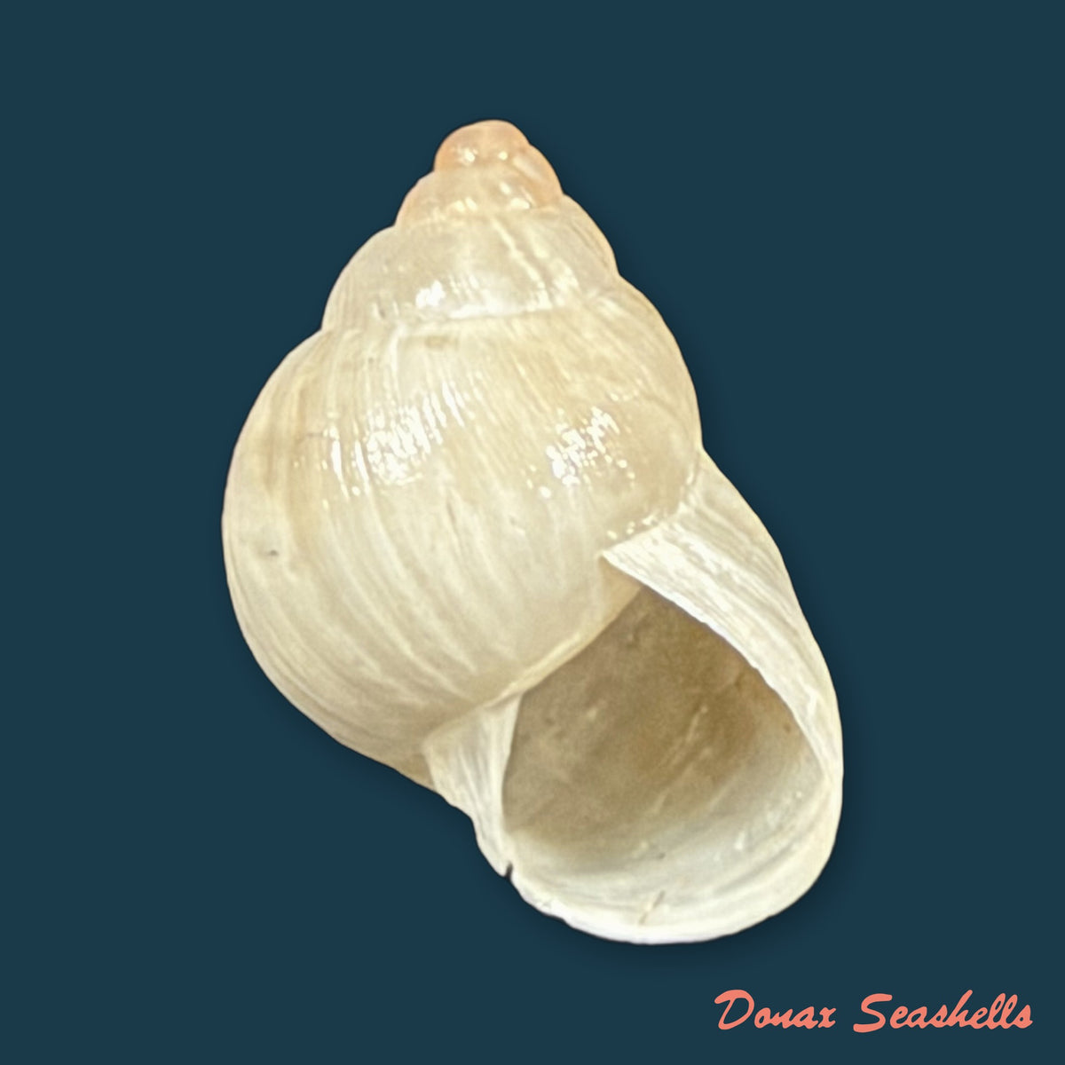 Bostryx albicans (Broderip, 1832) - 16,3mm