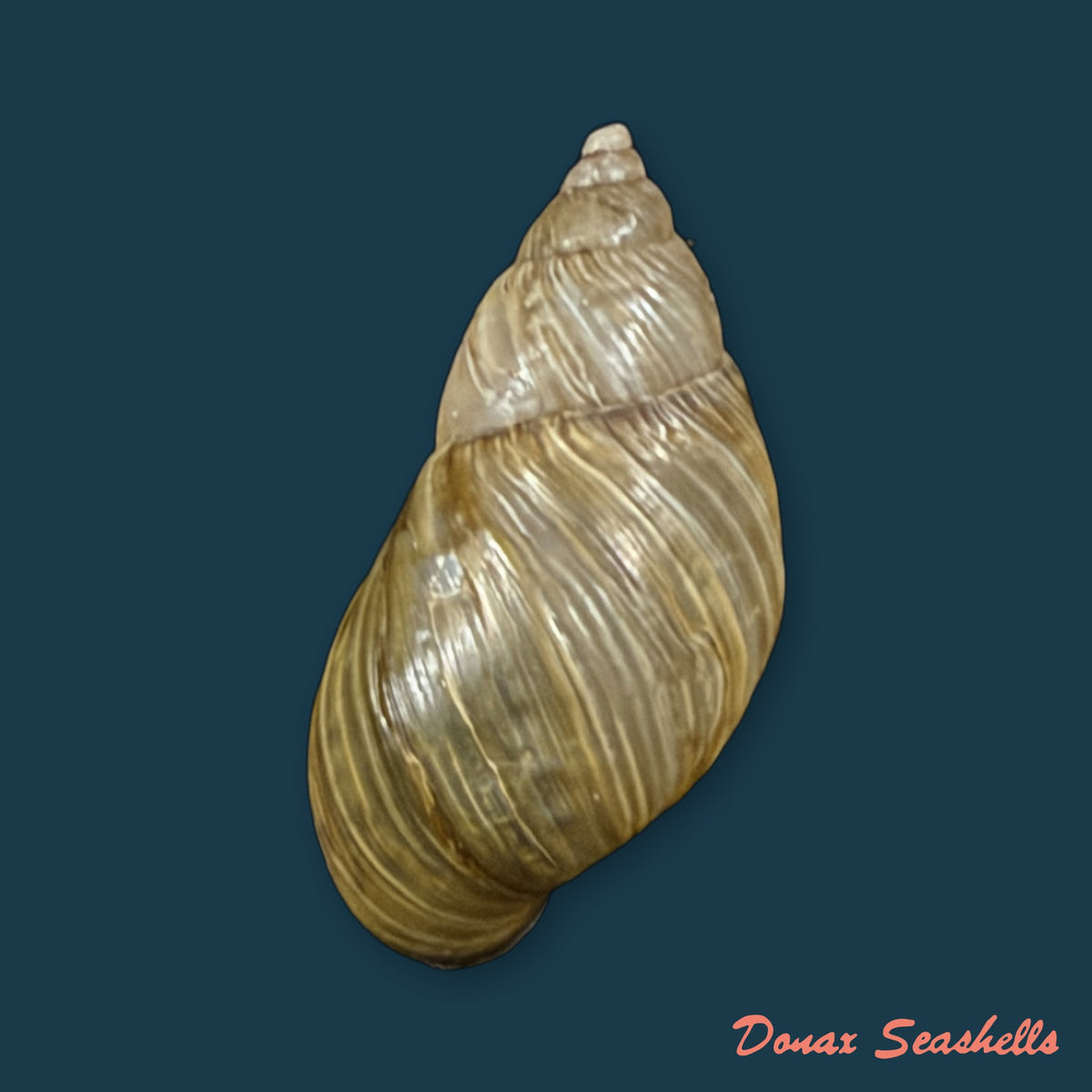 Discoleus aguirrei (Doering, 1884) - 21,2mm