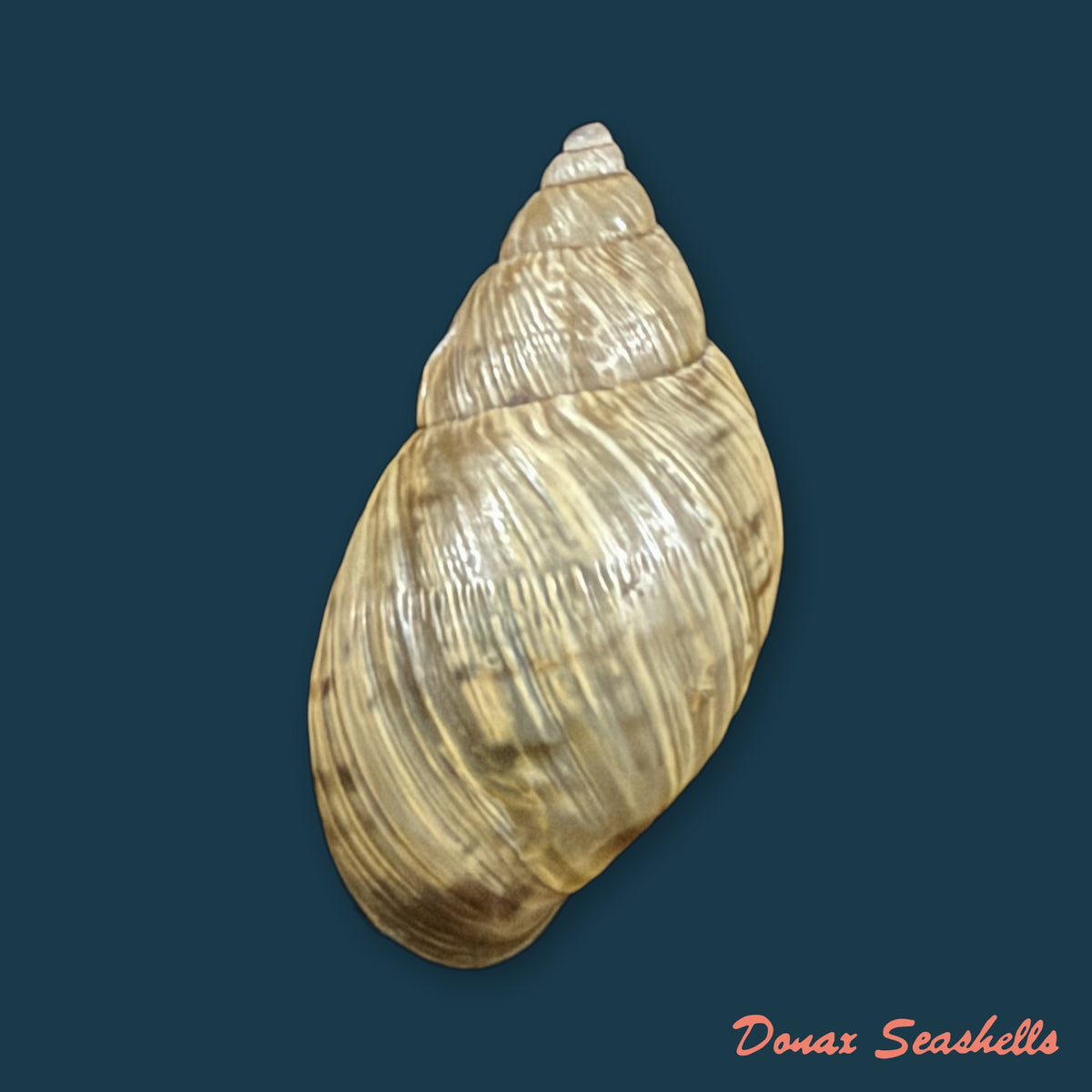 Discoleus aguirrei (Doering, 1884) - 20,6mm