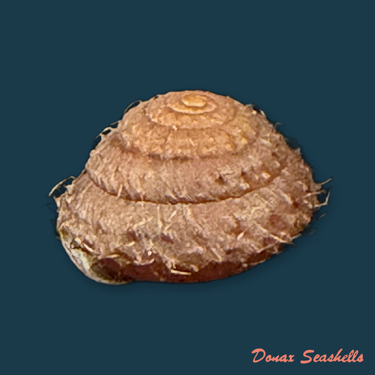 Moellendorffia eastlakeana (Möllendorff, 1882) - 20,3mm
