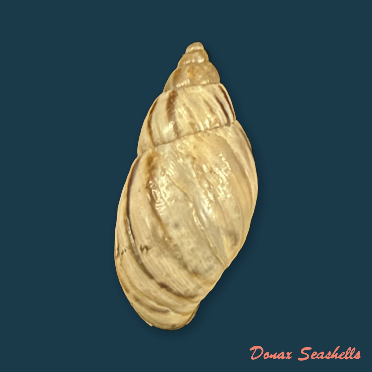 Discoleus ameghinoi (Ihering, 1908) - 17,6mm