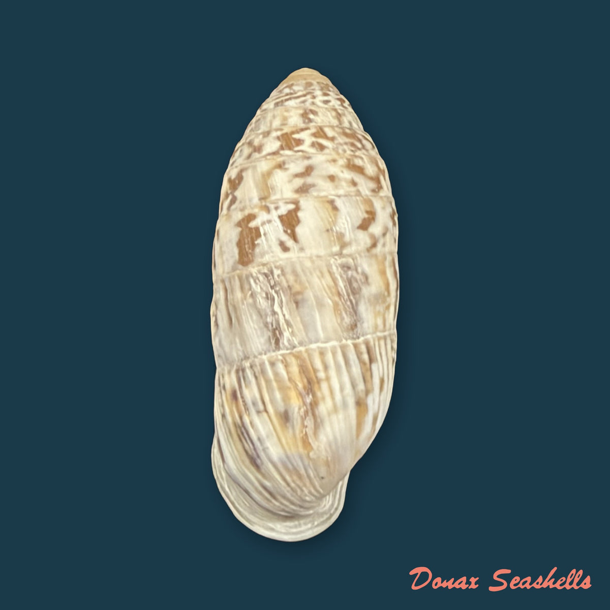 Cerion reliqua (Maynard, 1921) - 23,2mm