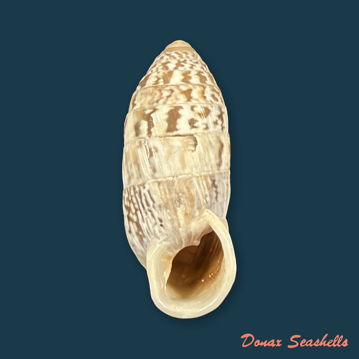 Cerion reliqua (Maynard, 1921) - 23,2mm
