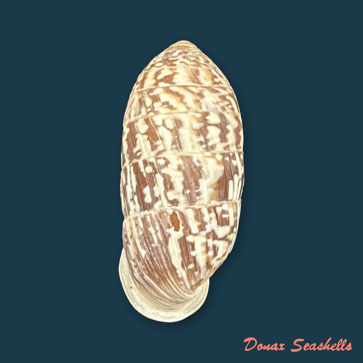 Cerion reliqua (Maynard, 1921) - 23,2mm