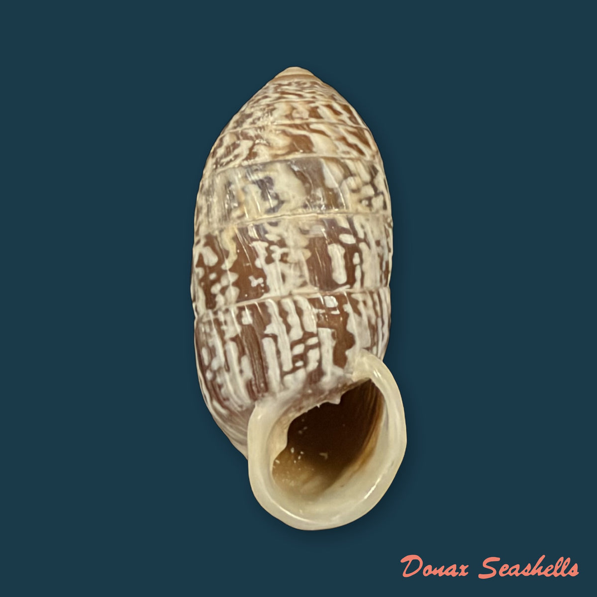 Cerion reliqua (Maynard, 1921) - 23,2mm