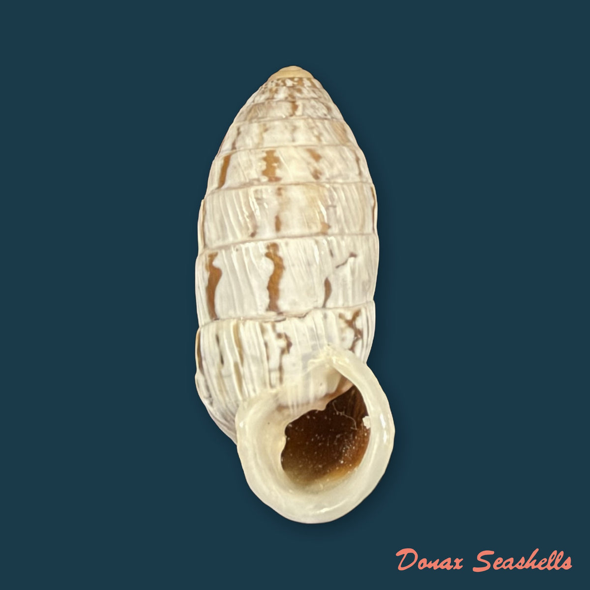 Cerion reliqua (Maynard, 1921) - 23,4mm