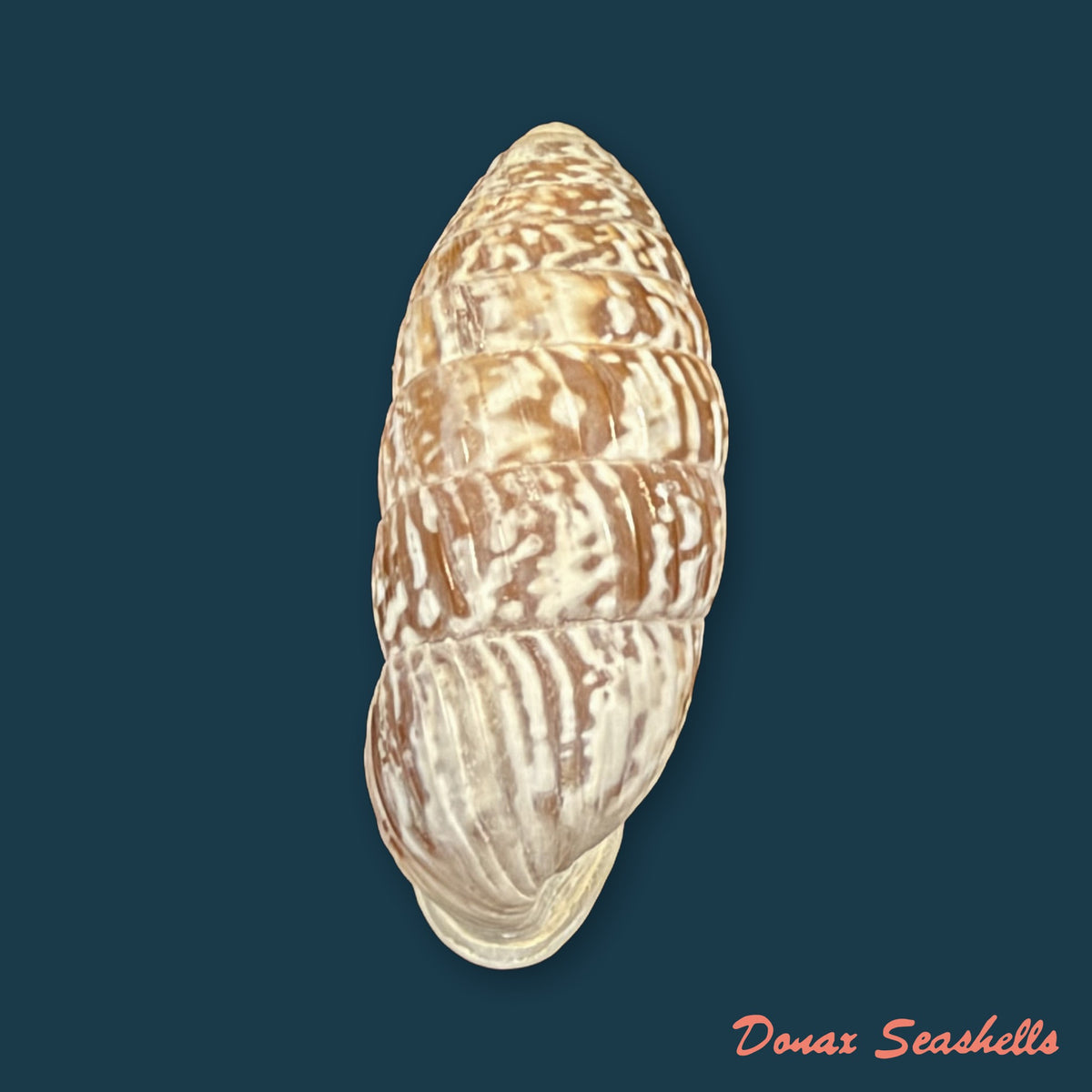 Cerion reliqua (Maynard, 1921) - 23,3mm