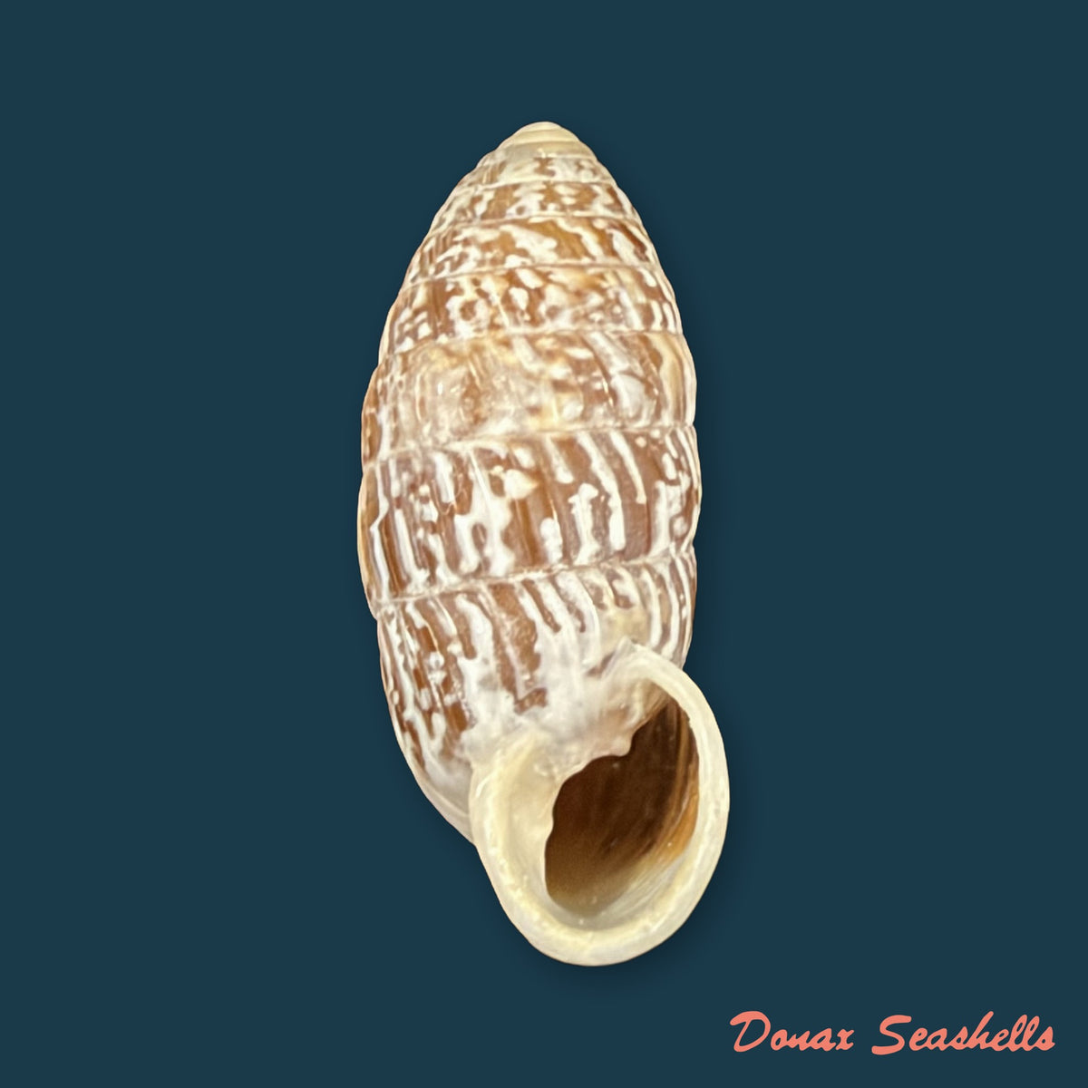 Cerion reliqua (Maynard, 1921) - 23,3mm
