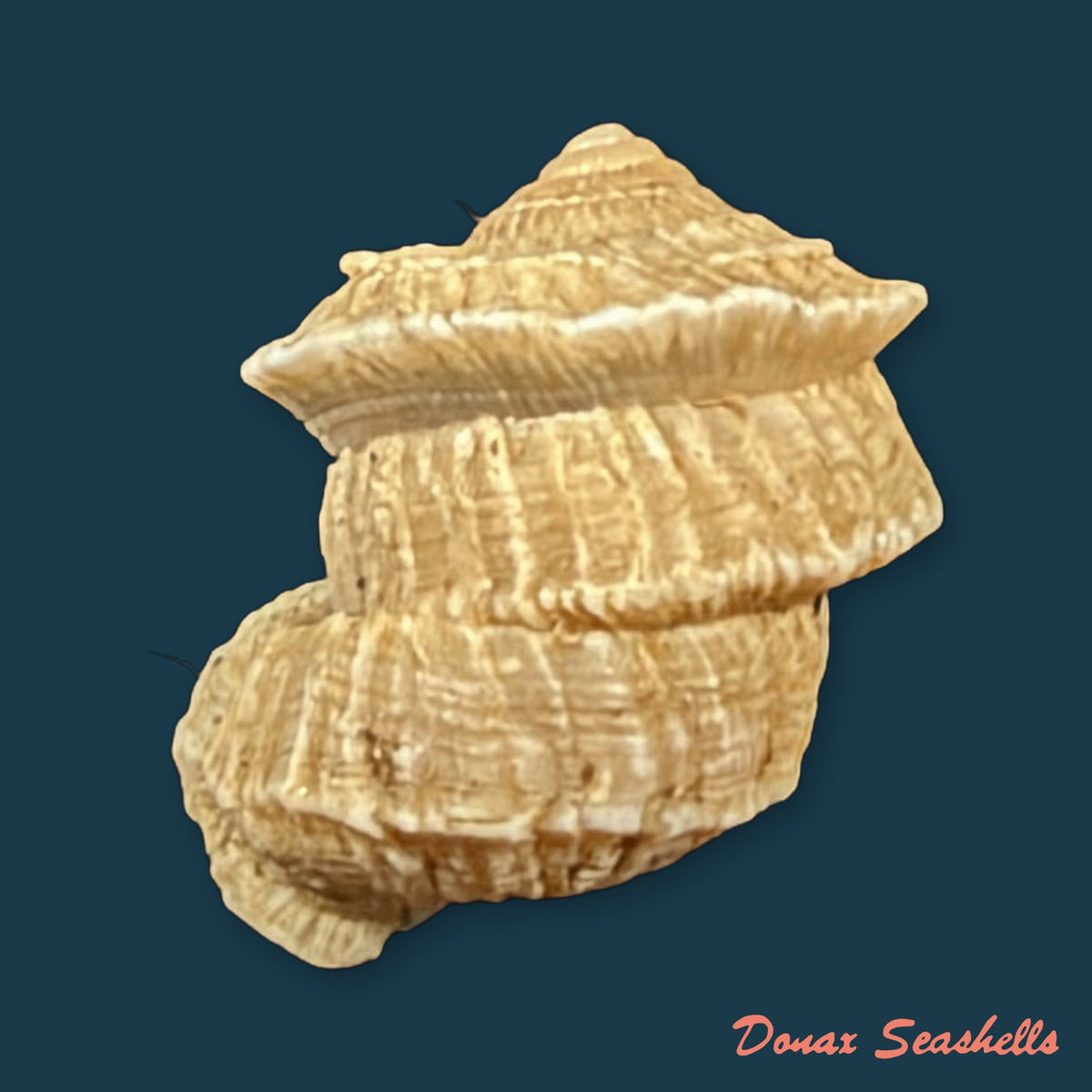 Cerion disforme disforme Clench & Aguayo, 1946 - 15,1mm