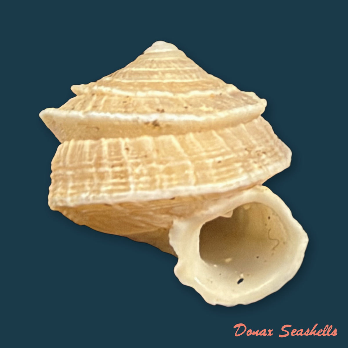 Cerion disforme disforme Clench & Aguayo, 1946 - 14,4mm