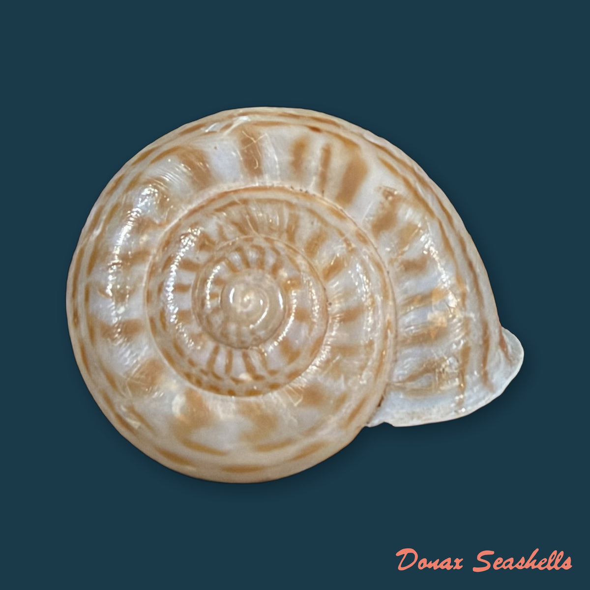 Solaropsis rosarium (L. Pfeiffer, 1850) - 21,3mm