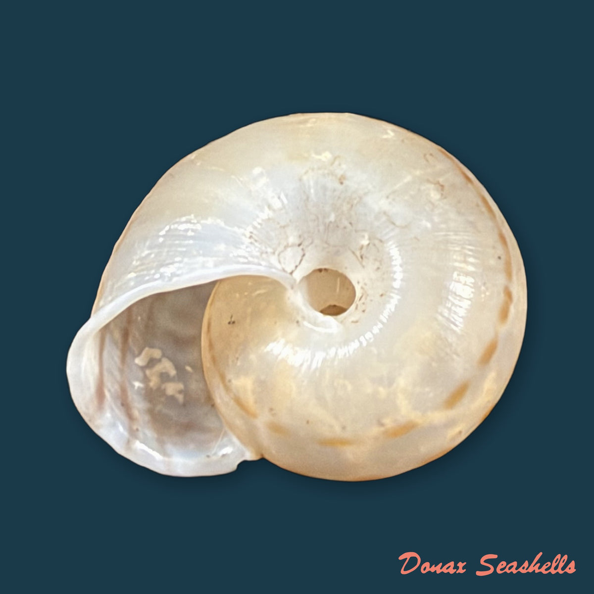 Solaropsis rosarium (L. Pfeiffer, 1850) - 21,3mm