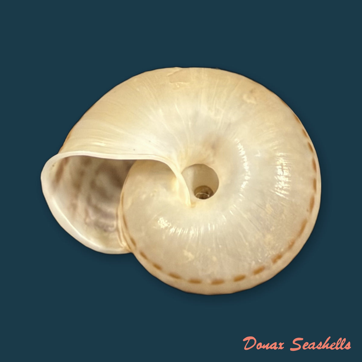 Solaropsis rosarium (L. Pfeiffer, 1850) - 22,3mm