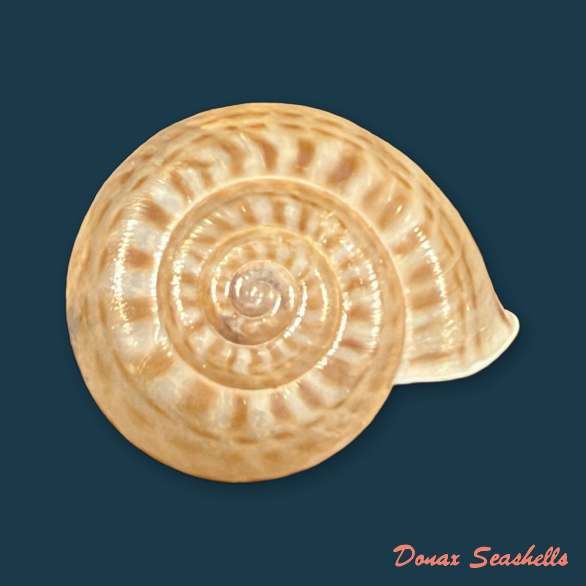 Solaropsis rosarium (L. Pfeiffer, 1850) - 21,9mm
