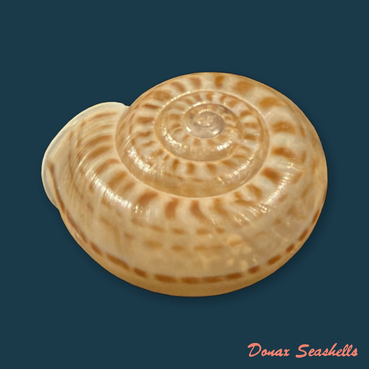 Solaropsis rosarium (L. Pfeiffer, 1850) - 21,9mm