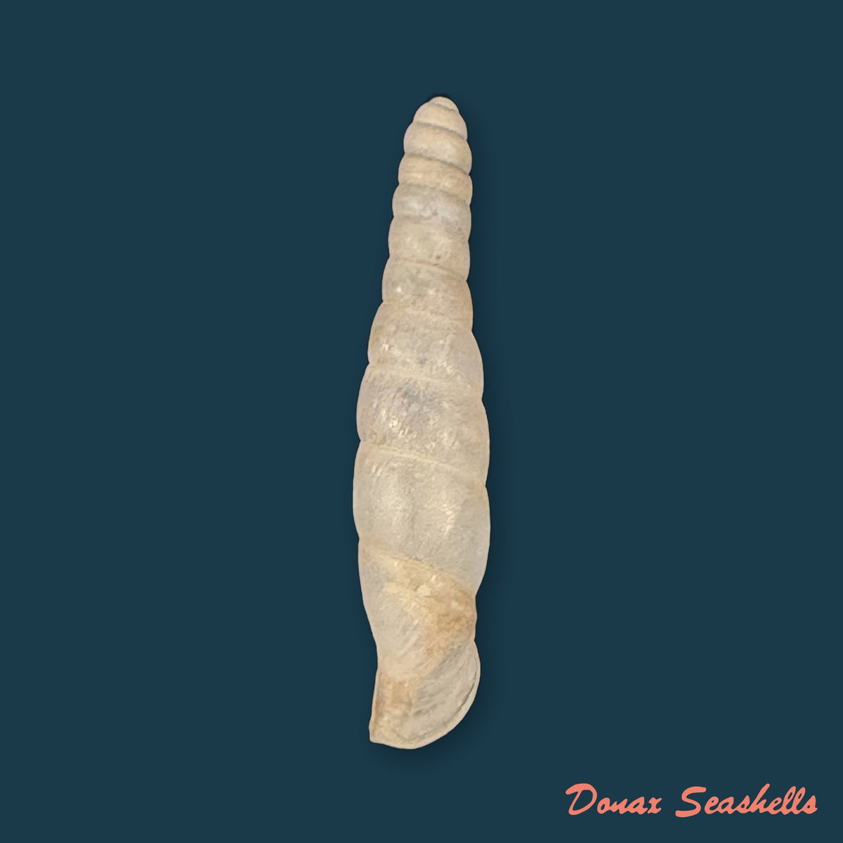 Probosciphaedusa mulini Z.-Y. Chen & K.-C. Ouyang, 2021 - 22,2mm