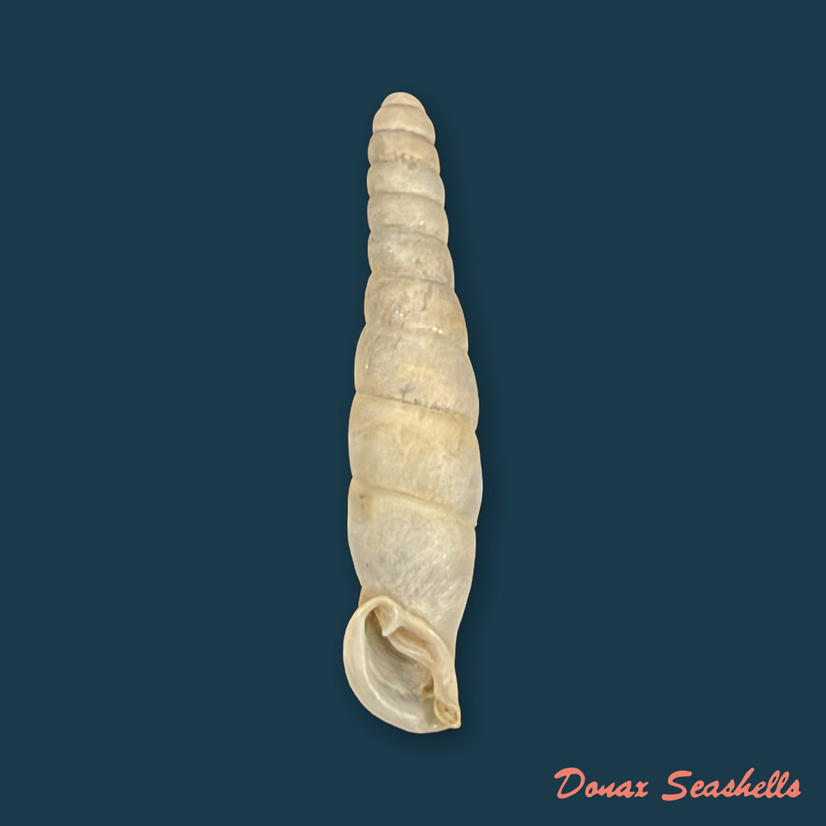 Probosciphaedusa mulini Z.-Y. Chen & K.-C. Ouyang, 2021 - 22,2mm