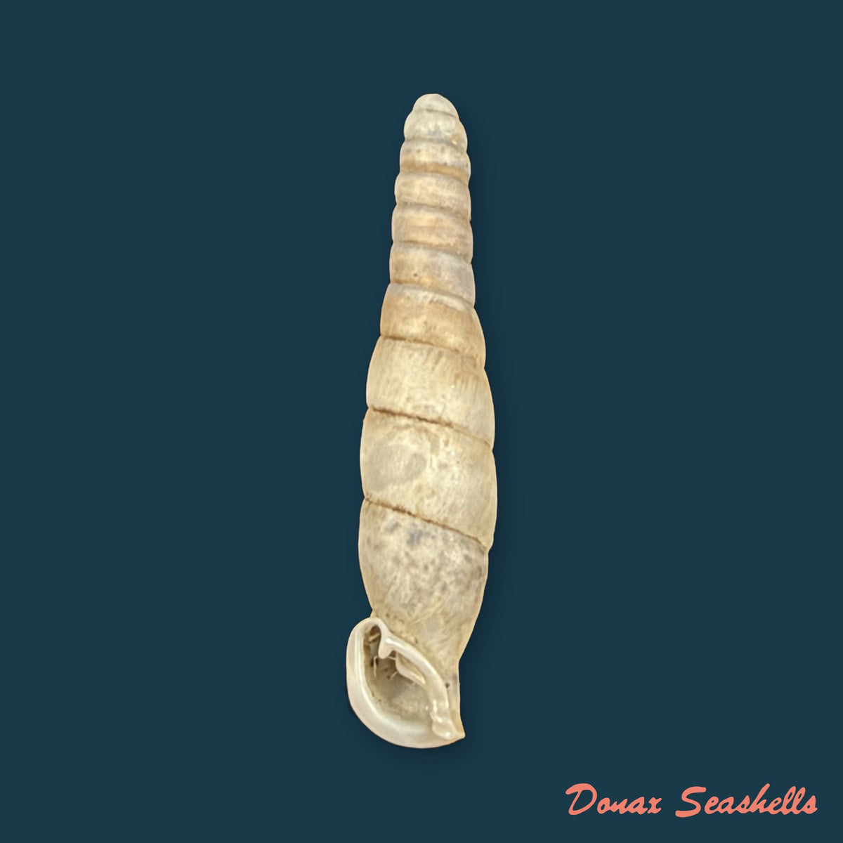 Probosciphaedusa mulini Z.-Y. Chen & K.-C. Ouyang, 2021 - 22,4mm