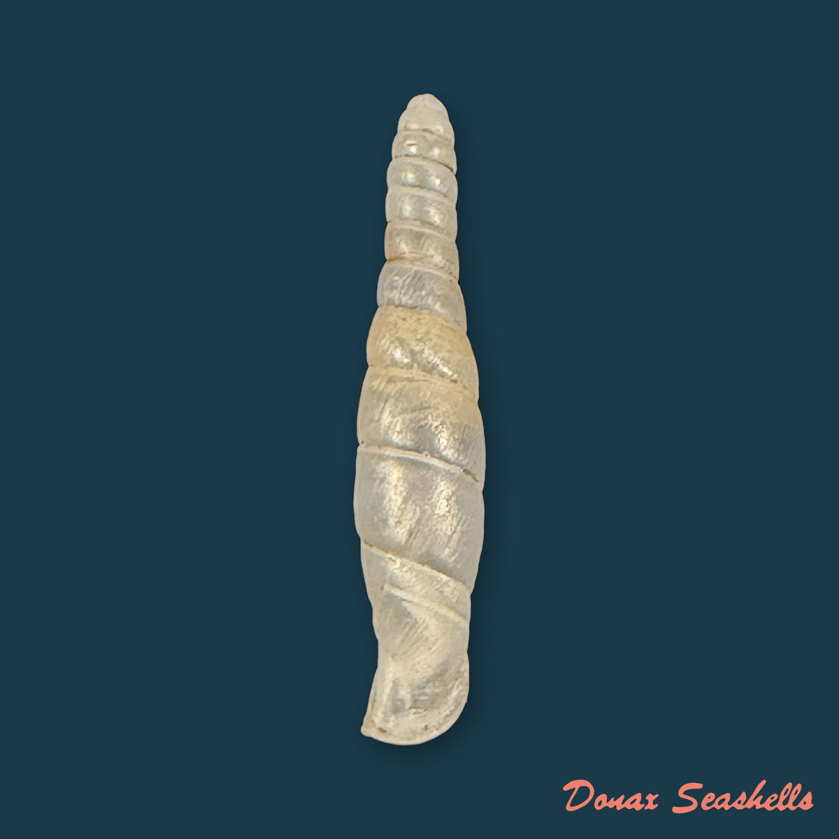 Probosciphaedusa mulini Z.-Y. Chen & K.-C. Ouyang, 2021 - 24,3mm