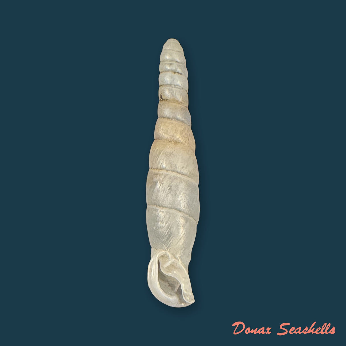 Probosciphaedusa mulini Z.-Y. Chen & K.-C. Ouyang, 2021 - 24,3mm