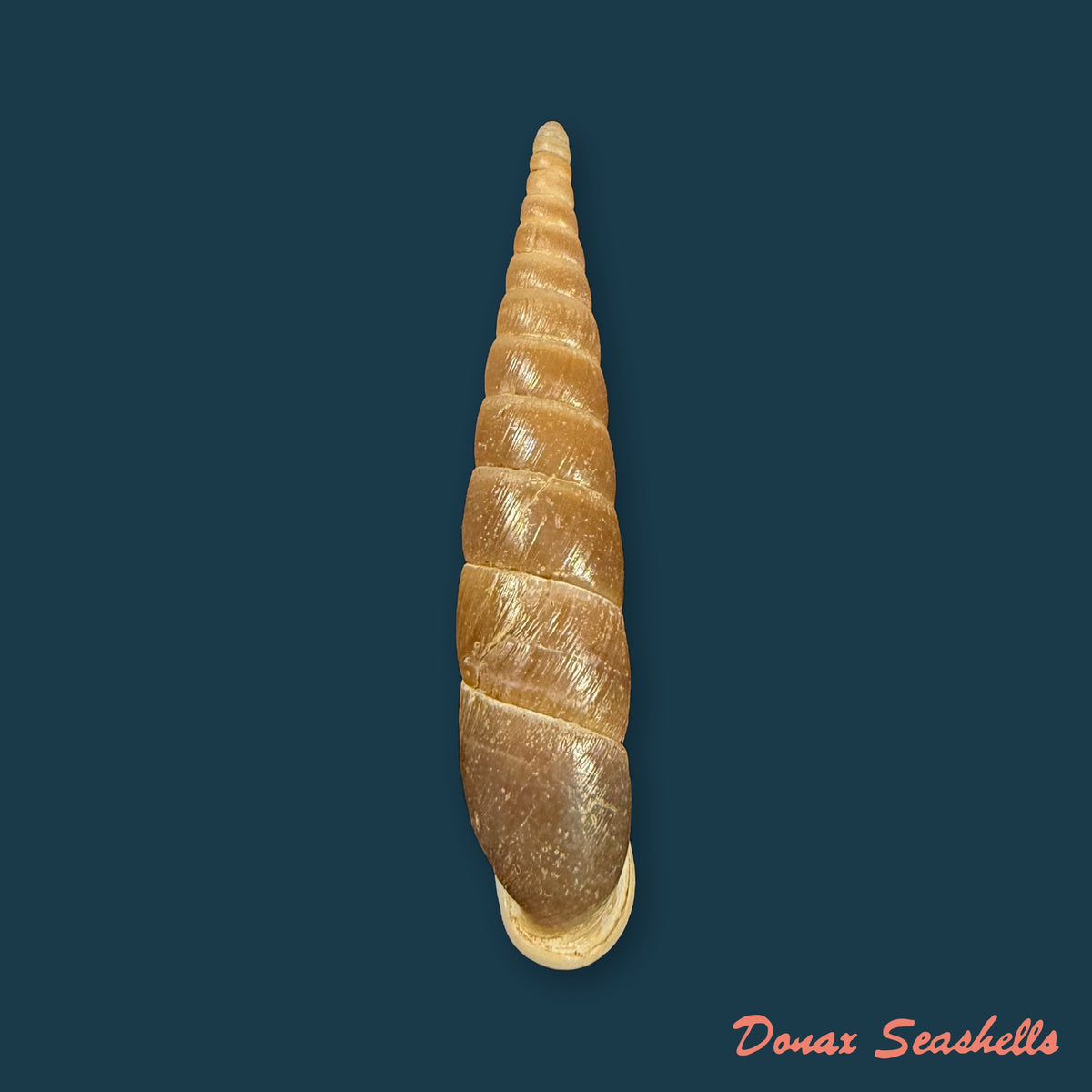 Serriphaedusa boisseaui Grego & Szekeres, 2011 - 44,1mm